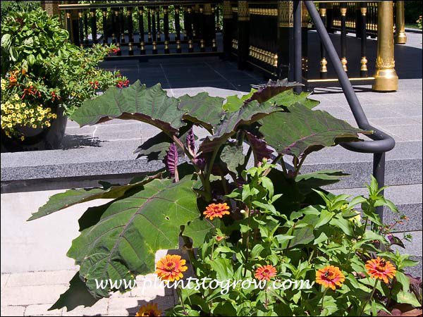 The large bold leaves in a container planting.